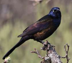 Grackle Photo: Peter Hollinger