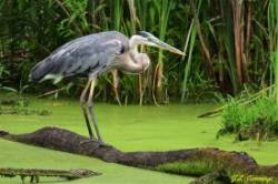great blue heron Photo: Jennifer  Cummings
