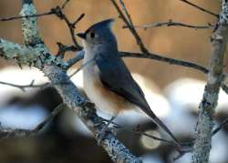 tufted titmouse Photo: Karinne Heise