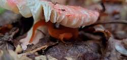 Red eft Photo: Sue Lichty