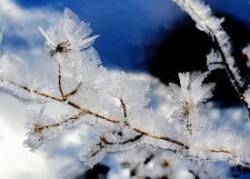Winter Hoarfrost Photo: Susan E. March