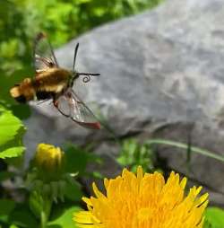 Hummingbird moth Photo: Sabrina Garfield