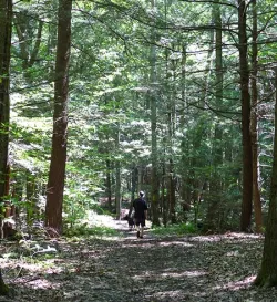19_in_the_woods_sm.jpg