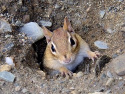 Chipmunk Photo: Frank Kaczmarek