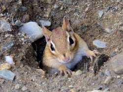 Chipmunk Photo: Frank Kaczmarek