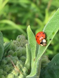 Ladybug Milkweed Photo: Tracy Rice