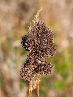 Bushclover Photo: Ross Lanius