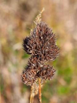 Bushclover Photo: Ross Lanius