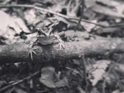 Leopard frog Photo: Jennifer Curran-Wage