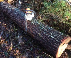 Chainsaw log Photo: Frederick Thurber