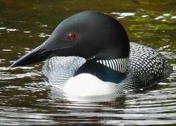 Loon Photo: Karinne Heise