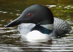 Loon Photo: Karinne Heise