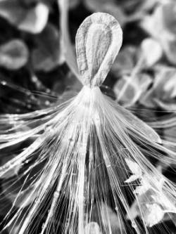 Milkweed seeds Photo: Kirk Gentalen