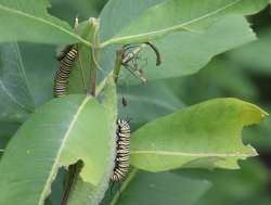 Monarch Caterpillar Photo: Caroline Tricker