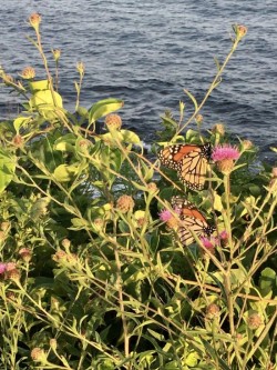 Rhode Island Monarchs Photo: Janice Muehlberg