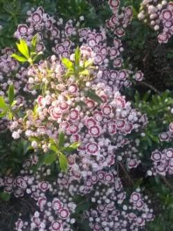 Mountain Laurel Photo: Terry Teets