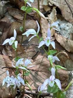 Nodding pogonia Photo: John H. Anderson