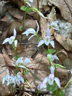 Nodding pogonia Photo: John H. Anderson