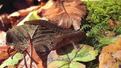 19_northen_dusky_salamander.jpg