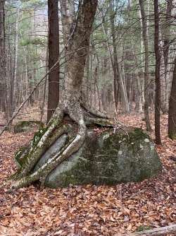 Tree Photo: Matt DeLuca