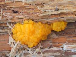 Orange jelly fungus Photo: Ross Lanius