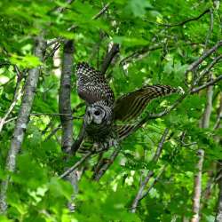 Owl Photo: Sandy Dannis