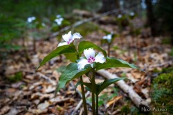 Painted trilliums Photo: Mike Parisio