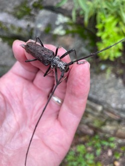 Pine sawyer beetle Photo: Barry