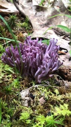 Purple coral Photo: Laurie Harville