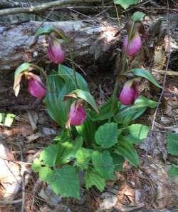 Lady Slipper Photo: Alfred J. Sorensen