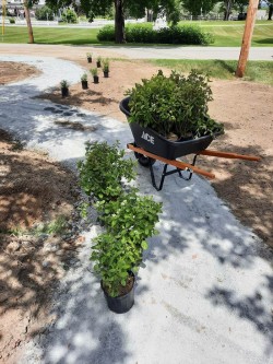 Ready plants Photo: Emily S. Rowe