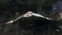 Short eared owl Photo: Charlie Schwarz