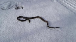 Snake Victim Photo: John Knapp