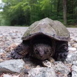 Snapping turtle Photo: Amy Quist