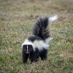 Skunk Photo: AM Dannis