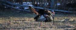 Tom Turkey Photo: Lonnie Jandreau