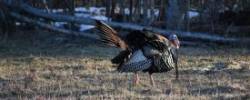 Tom Turkey Photo: Lonnie Jandreau
