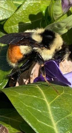 TriColored Bumble Photo: Paul Arnold