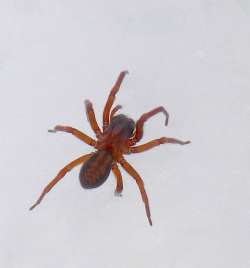 Wolf spider Photo: Frank Kaczmarek