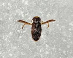 Water boatman Photo: Kirk T. Gentalen