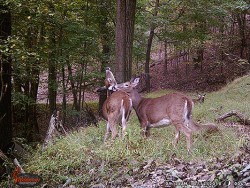 19_wgi_0047doe.jpg