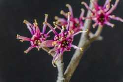 Witch Hazel Bloom Photo: John Snell