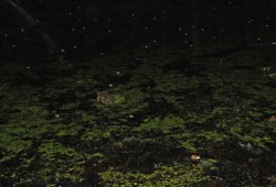 Frog eyes Photo: Tami Gingrich