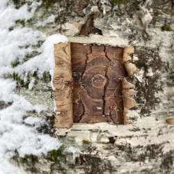 Yellow Birch Bark Photo: Jess Weitz