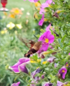 1_20180727_162911.jpg thumbnail