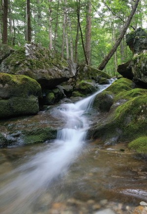 At Chapman Brook thumbnail