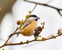 Chickadee Photo: Ross Lanius