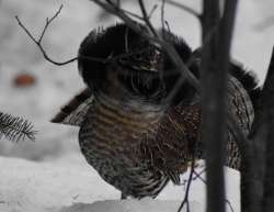 Ruffed Grouse Photo: Lonnie S Jandreau