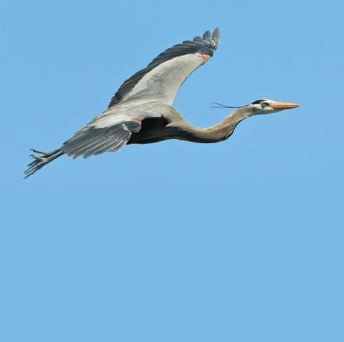 Heron flying