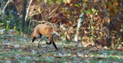 Red Fox Photo: Ross Lanius